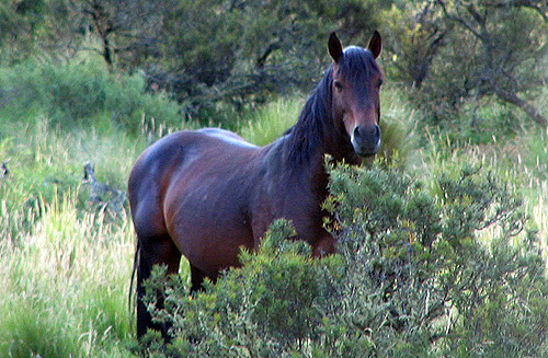 BRUMBY AUSTRALIAN